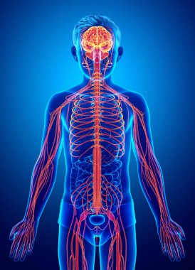 3D, genç bir çocuğun sinir sisteminin tıbben doğru bir örneği.