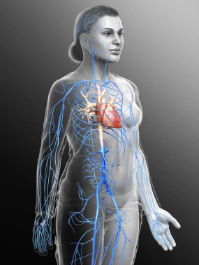 Dişi dolaşım sisteminin 3D çizimi