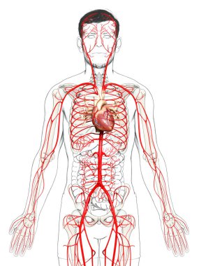 3D, erkek atardamarlarının tıbben doğru çizimi.