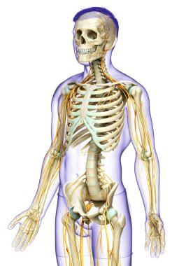 3D, sinir sistemi ve iskelet sisteminin tıbbi olarak doğru bir gösterimi.