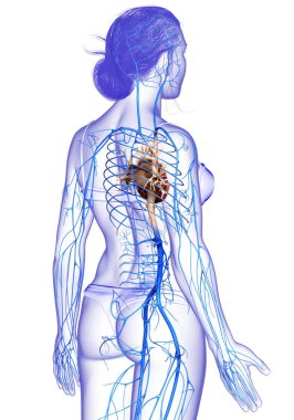 Dişi dolaşım sisteminin 3D çizimi