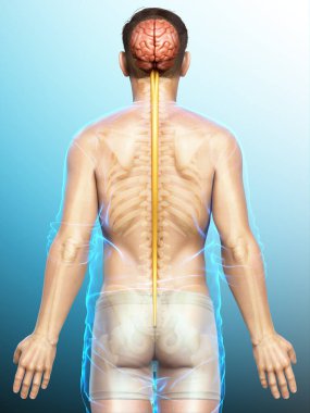 3D, bir erkek beyninin tıbben doğru bir gösterimi.