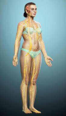 3D, tıbbi olarak bir kadın sinir sisteminin doğru bir örneği.