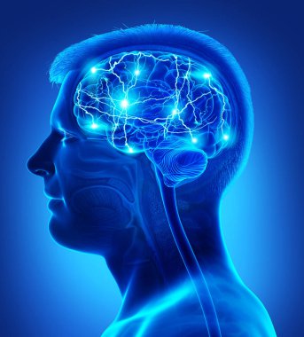 3D üretilmiş, tıbben doğru, aktif bir erkek beyni.