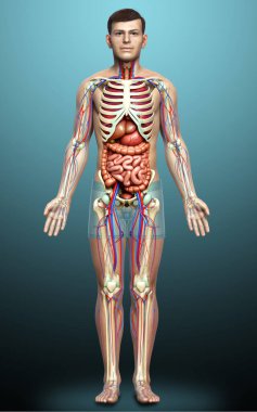 3D, erkek iç organlarının, iskeletinin ve dolaşım sisteminin tıbben doğru bir çizimi.