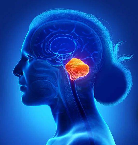 Rendered Medically Accurate Illustration Female Cerebellum — Stock Photo, Image