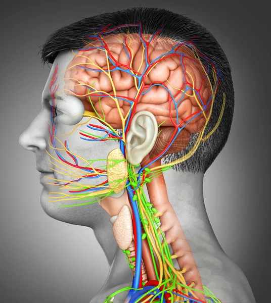 Gerenderte Medizinisch Korrekte Darstellung Einer Männlichen Gehirnanatomie — Stockfoto