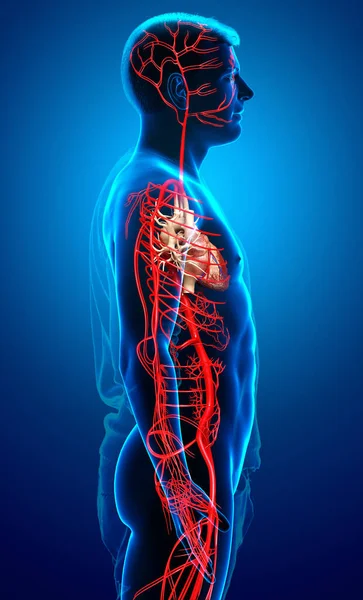 Reso Illustrazione Clinicamente Accurata Delle Arterie Maschili — Foto Stock
