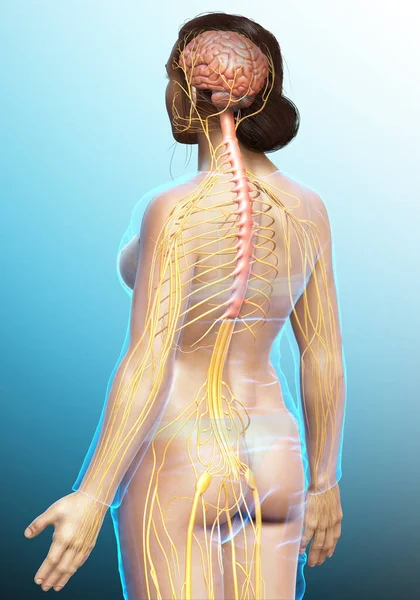 Reso Illustrazione Medicalmente Esatta Sistema Nervoso Femminile — Foto Stock