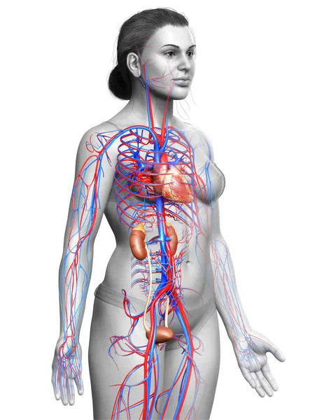 Vykreslené Lékařsky Přesné Ilustrace Ženských Ledvin Oběhového Systému — Stock fotografie