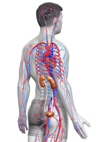 Renderizado Ilustração Medicamente Precisa Dos Rins Sistema Circulatório — Fotografia de Stock