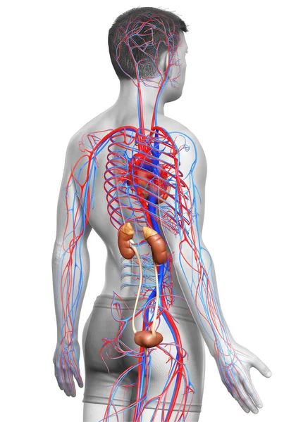 Reso Illustrazione Clinicamente Accurata Dei Reni Del Sistema Circolatorio — Foto Stock