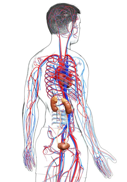 Reso Illustrazione Clinicamente Accurata Dei Reni Del Sistema Circolatorio — Foto Stock