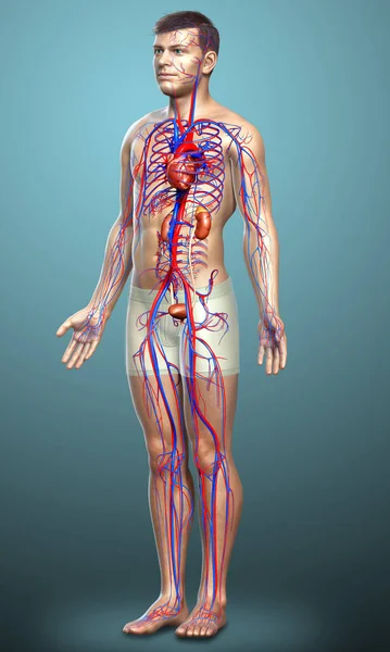 Renderizado Ilustración Médicamente Precisa Los Riñones Sistema Circulatorio —  Fotos de Stock