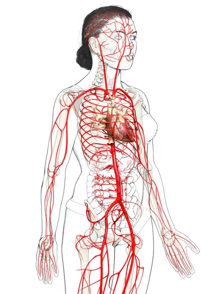 3D对女性动脉进行了准确的医学描述 — 图库照片