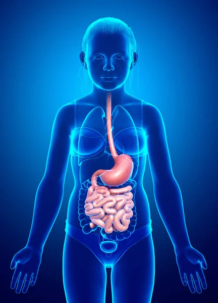 Renderizado Ilustração Medicamente Precisa Estômago Menina Jovem Intestino Delgado — Fotografia de Stock