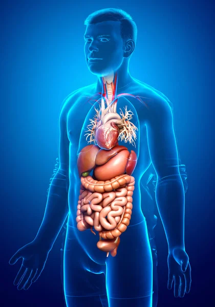 Оказана Медицинская Точная Иллюстрация Мужской Пищеварительной Системы Сердца — стоковое фото