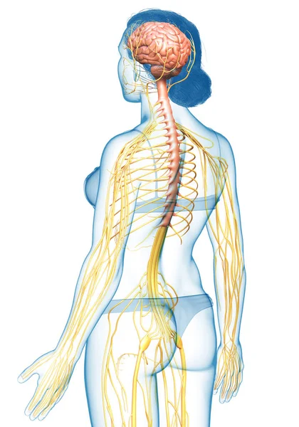 Renderizado Ilustración Médicamente Precisa Sistema Nervioso Femenino —  Fotos de Stock