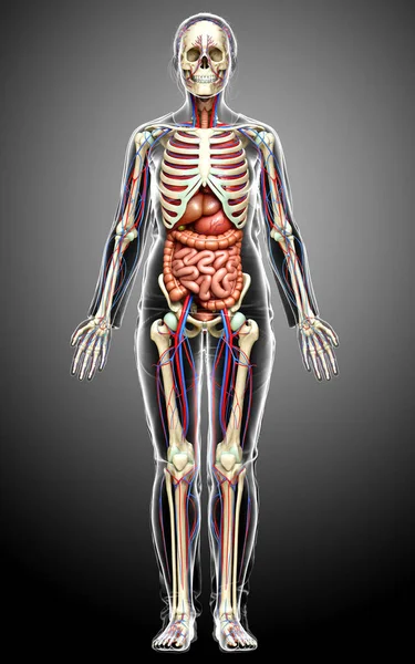 Utförd Medicinskt Korrekt Illustration Kvinnliga Inre Organ Skelett Och Cirkulationssystem — Stockfoto