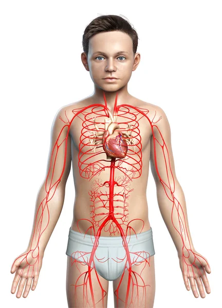 Renderowane Medycznie Dokładna Ilustracja Młodych Tętnic Chłopca — Zdjęcie stockowe