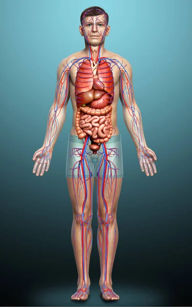 의학적으로 남성의 순환계 내장을 정확하게 묘사하였다 — 스톡 사진