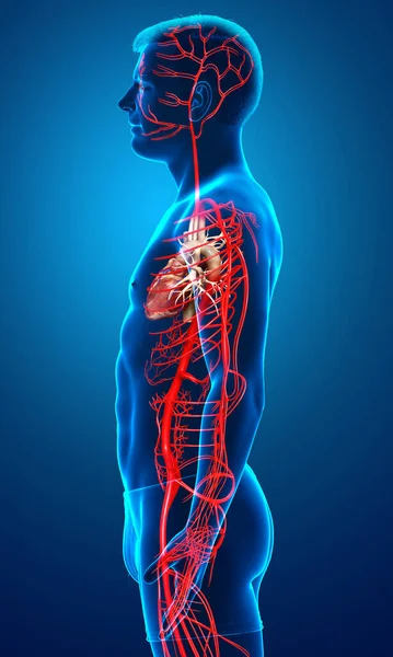 Gerenderte Medizinisch Korrekte Darstellung Männlicher Arterien — Stockfoto