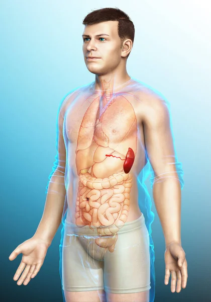Kiolvasztott Orvosilag Pontos Illusztrációja Férfi Lép Anatómia — Stock Fotó