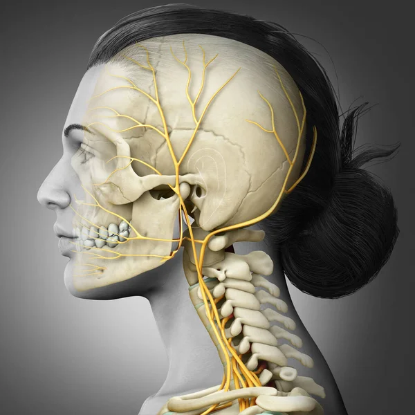 3Dは 女性の頭部神経系と骨格系の医学的に正確なイラストをレンダリングしました — ストック写真