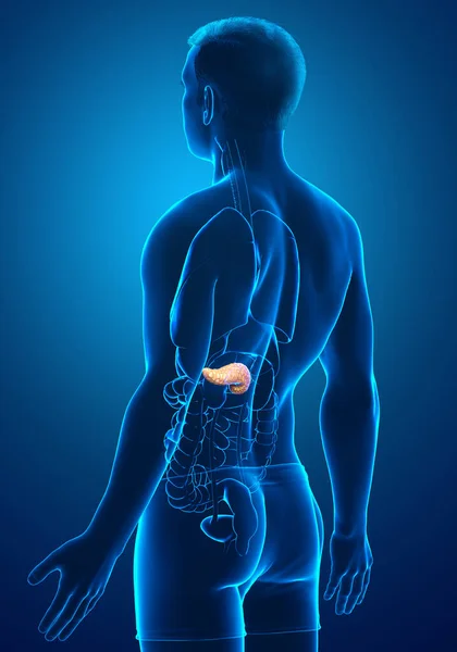 3D绘制的 医学上准确的男性胰腺图像 — 图库照片