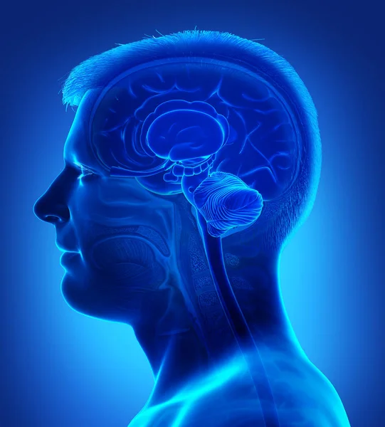 3Dは男性の脳解剖学の医学的に正確なイラストを描きました — ストック写真