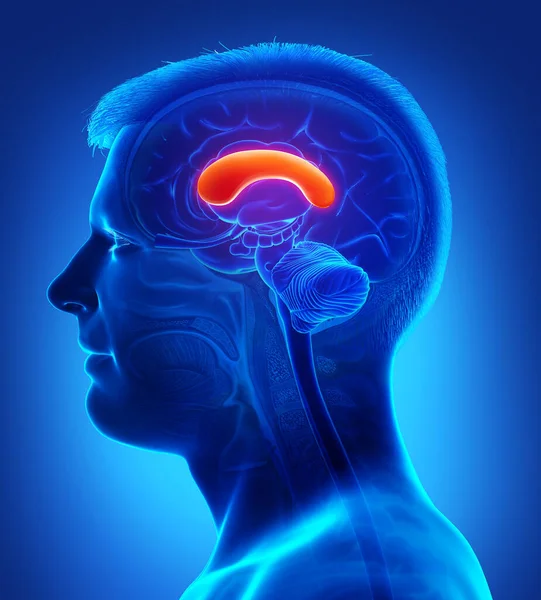 Renderizado Ilustración Médicamente Precisa Cerebro Masculino Anatomía Front Corpus —  Fotos de Stock