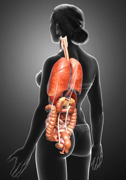 여성의 내장을 의학적으로 정확하게 묘사하였다 — 스톡 사진