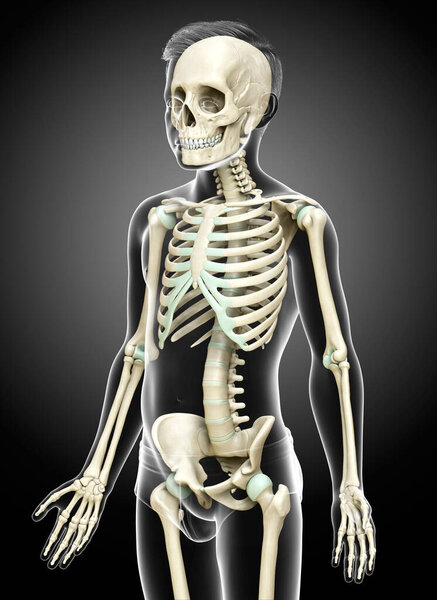 3d rendered, medically accurate illustration of a young boy skeleton system