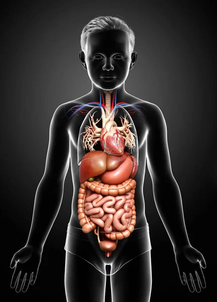 Prestó Ilustración Médicamente Exacta Del Sistema Digestivo Del Muchacho Del — Foto de Stock