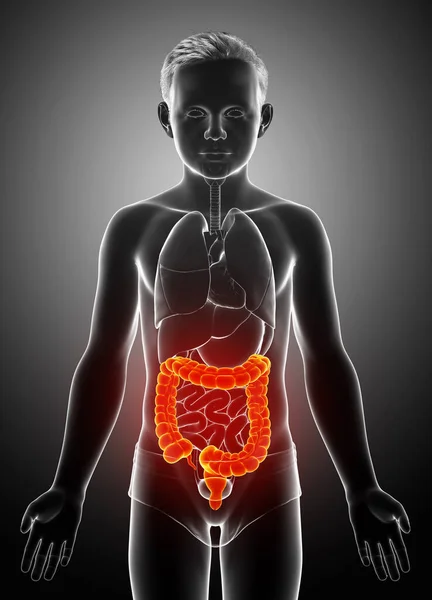 Renderizado Ilustración Médicamente Precisa Anatomía Del Intestino Grueso Del Niño — Foto de Stock