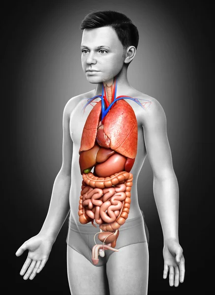 Provedená Lékařsky Přesná Ilustrace Chlapce Vnitřní Orgány — Stock fotografie