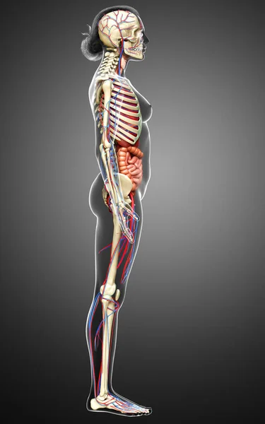 Kadın Organlarının Iskeletinin Dolaşım Sisteminin Tıbben Doğru Bir Çizimi — Stok fotoğraf