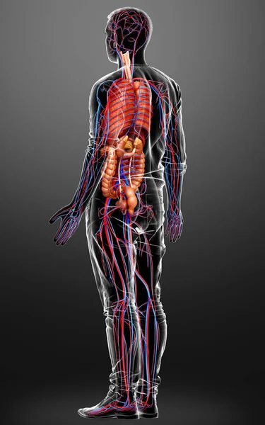 Medisch Nauwkeurige Illustratie Van Mannelijke Inwendige Organen Bloedsomloop — Stockfoto