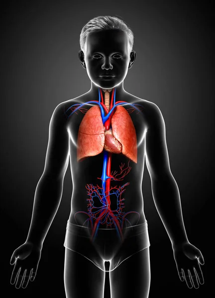 Rendered Medically Accurate Illustration Young Boy Lung Anatomy — Stock Photo, Image