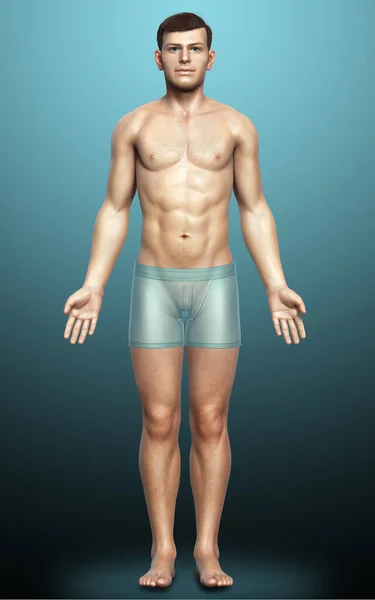 男性の体の3Dレンダリングイラスト — ストック写真