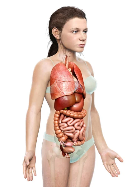 Medisch Nauwkeurige Illustratie Van Meisje Inwendige Organen — Stockfoto