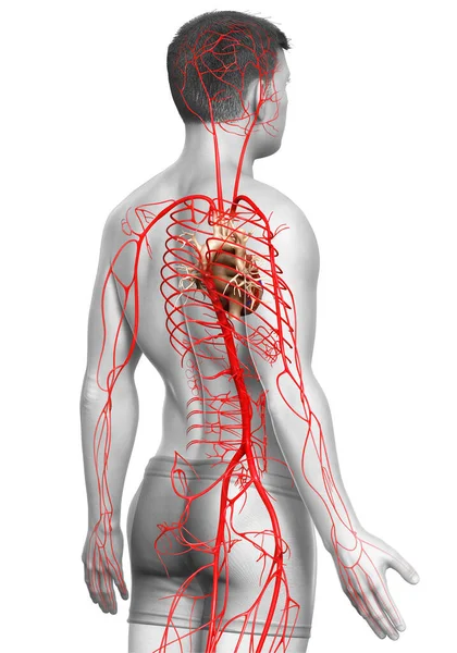 3Dは男性動脈の医学的に正確なイラストをレンダリングしました — ストック写真