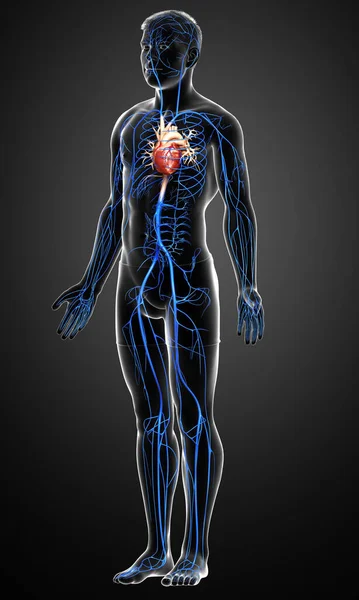 Gerenderte Medizinisch Korrekte Darstellung Einer Männlichen Venenanatomie — Stockfoto