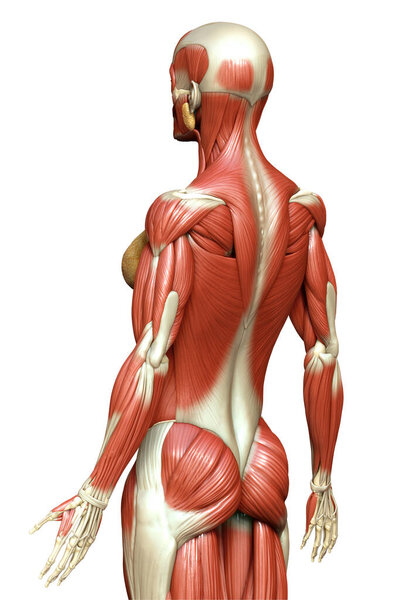 3d оказана медицинская точная иллюстрация женской мышечной системы
