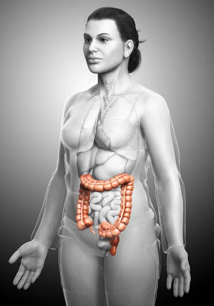 Renderizado Ilustração Medicamente Precisa Anatomia Intestino Grosso Feminino — Fotografia de Stock