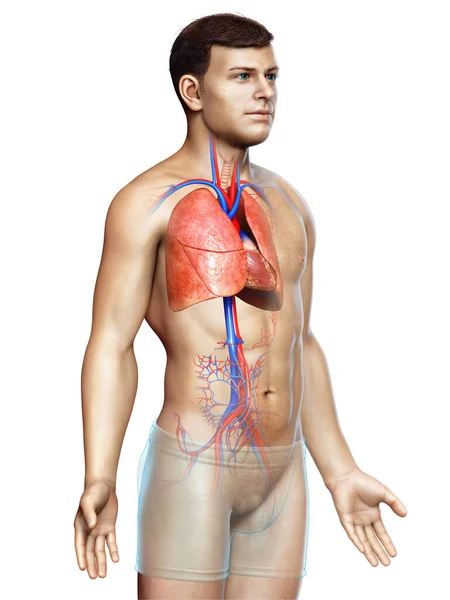 Illustration Médicalement Exacte Une Anatomie Pulmonaire Masculine — Photo