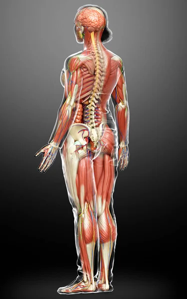 Візуалізована Медично Точна Жіноча Анатомія — стокове фото