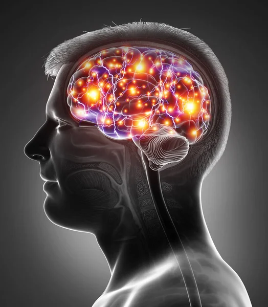 Renderizado Ilustración Médicamente Precisa Cerebro Activo Masculino — Foto de Stock