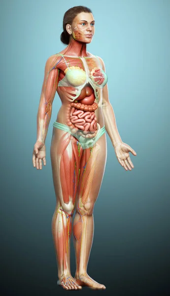 3d rendered medically accurate of the female anatomy