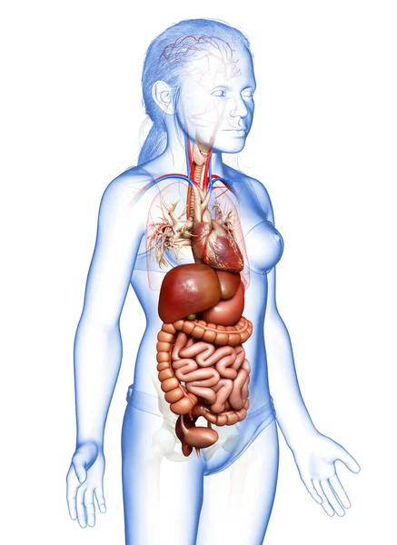 3Dレンダリング医学的に正確なイラストの若い女の子消化器系と心臓 — ストック写真